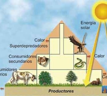 Rol de la luz solar en el proceso de germinación 2