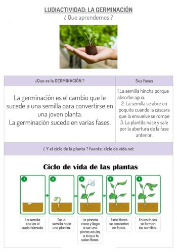 Secuencias y enumeración de etapas de germinación 1