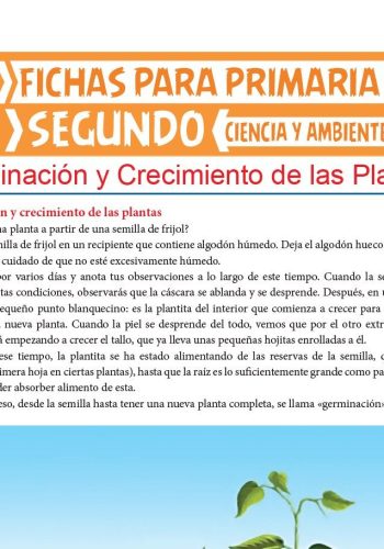 Secuencias y enumeración de etapas de germinación 2