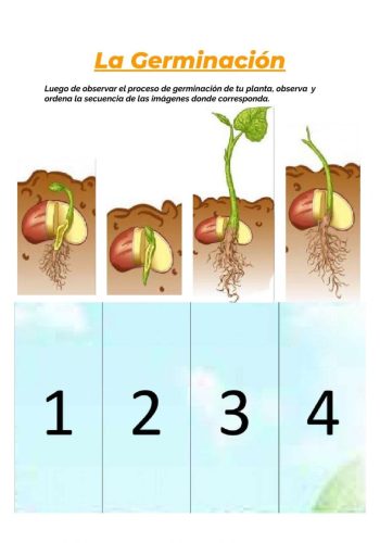 Secuencias y enumeración de etapas de germinación 3