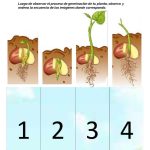 Ficha de germinación de una planta