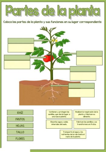 Utilización de worksheets y workbooks para aprender sobre las plantas 1