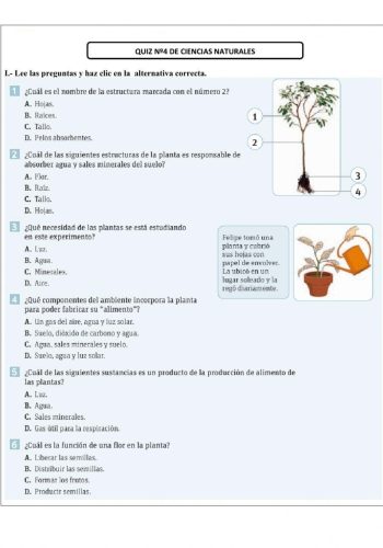 Utilización de worksheets y workbooks para aprender sobre las plantas 2