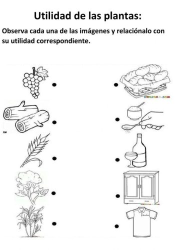 Utilización de worksheets y workbooks para aprender sobre las plantas 3