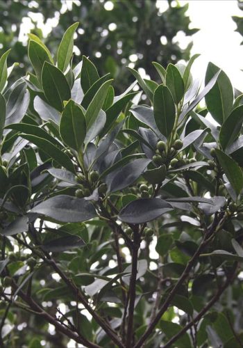 Plantas de Canarias comunes en jardinería 1