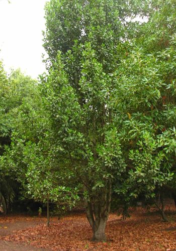 Plantas de Canarias comunes en jardinería 2