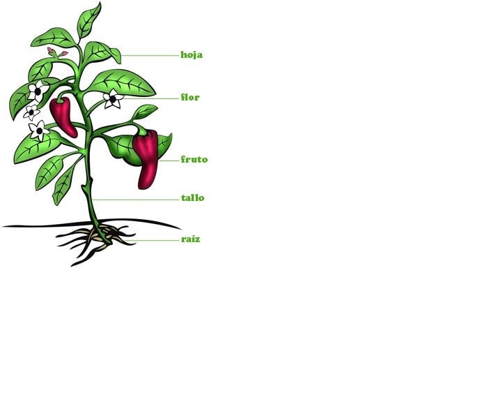 Actividades de la ficha de germinacion de una planta 1