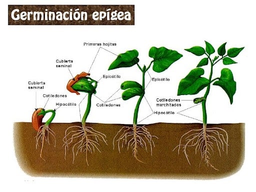 Actividades de la ficha de germinacion de una planta 3