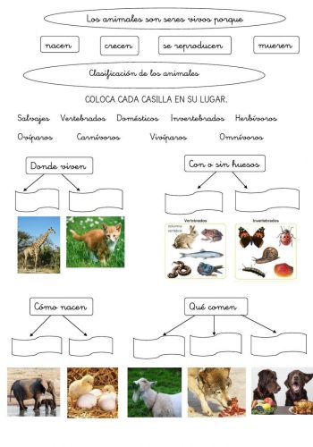 Fichas de Animales y su clasificación 3