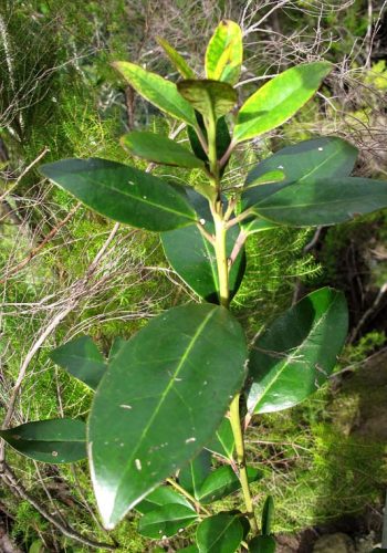 Plantas de Canarias comunes en jardinería 3