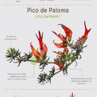 Cómo identificar y clasificar plantas no identificadas 3