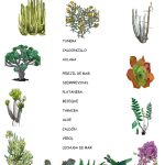 Fichas de plantas canarias