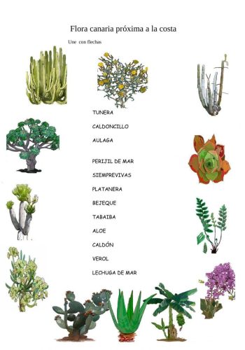 Fichas de plantas canarias