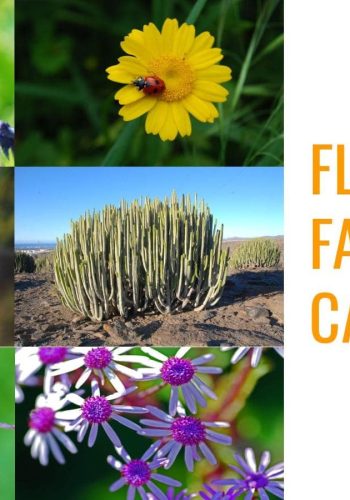 plantas canarias de floras endémicas 2