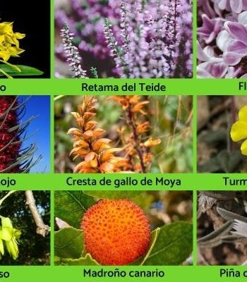 plantas canarias de floras endémicas 3