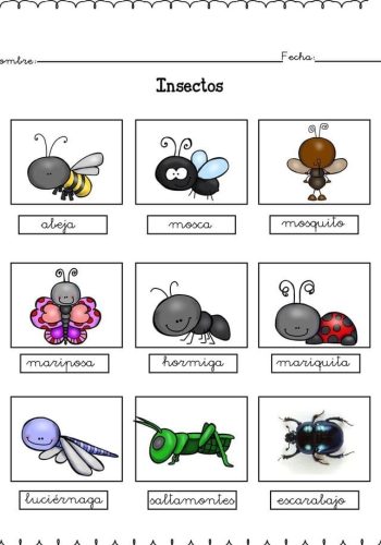 Fichas de escarabajos para estudiar 3