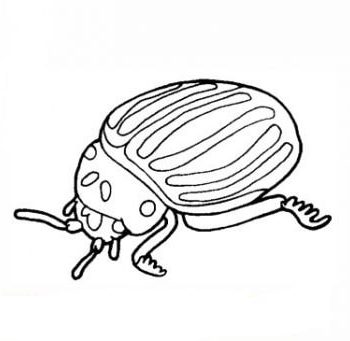 Fichas de escarabajos para colorear 2