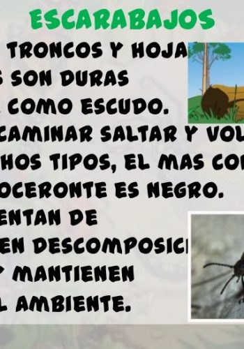 Fichas de escarabajos para estudiar 1