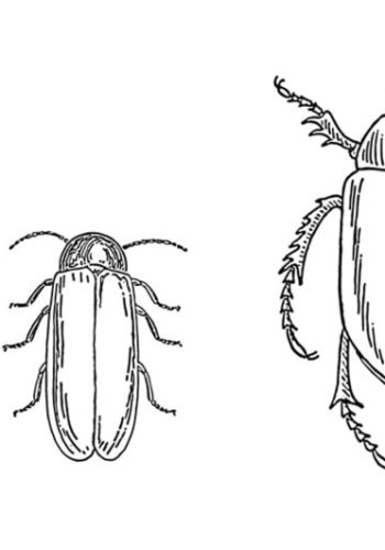 Fichas de escarabajos para imprimir 2