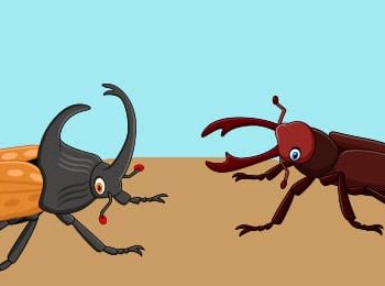 Fichas de escarabajos para imprimir 3