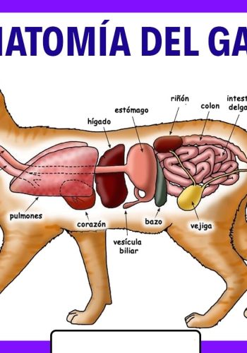 Fichas de gatos para estudiar 2