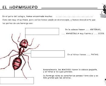 Fichas de hormigas para escribir 3