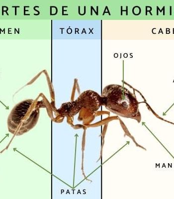 Fichas de hormigas para estudiar 1