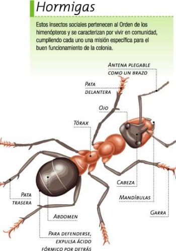 Fichas de hormigas para estudiar 3