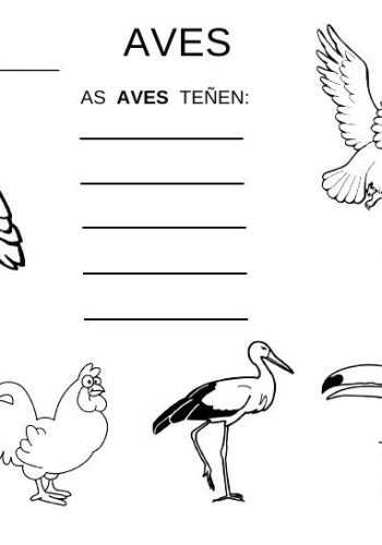 Fichas de pájaros para estudiar 1