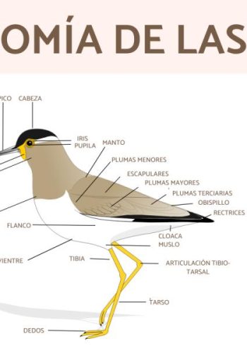 Fichas de pájaros para estudiar 2