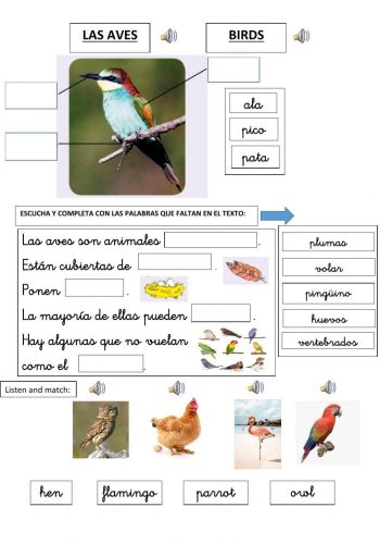 Fichas de pájaros para estudiar 3