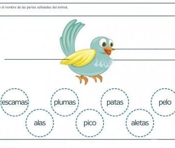 Fichas de pájaros para imprimir 1