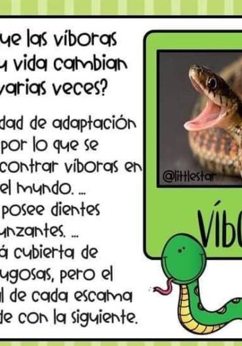 Fichas de serpientes para estudiar 2