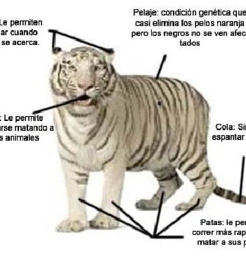 Fichas de tigres para escribir 3