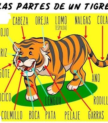 Fichas de tigres para estudiar 2