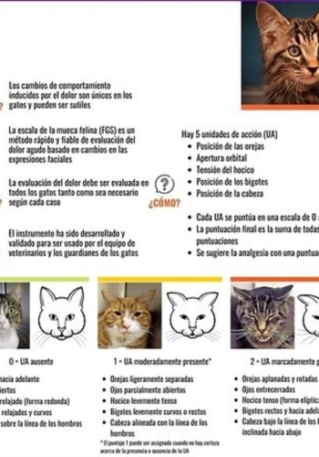 Fichas de gatos para escribir 1