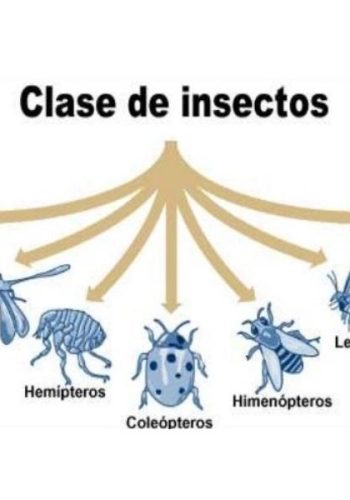 Fichas de escarabajos para escribir 1