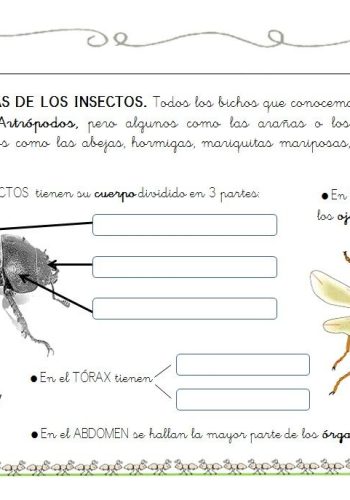 Fichas de escarabajos para estudiar 2