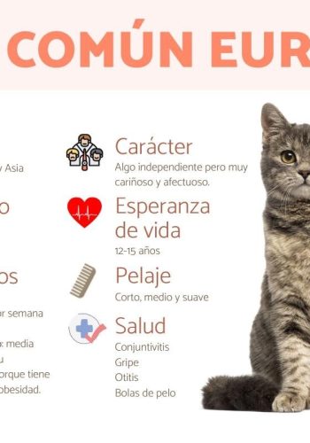 Fichas de gatos para escribir 3