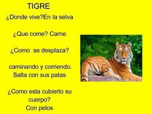 Fichas de tigres para estudiar 3