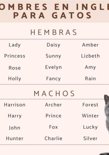 Fichas de gatos para escribir 2