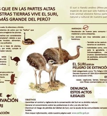 Fichas de avestruces para estudiar 1