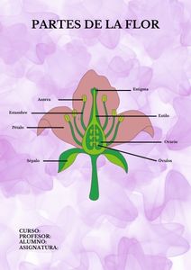 Fichas de color morado para estudiar 1