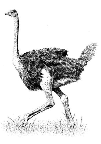 Fichas de avestruces para imprimir 2