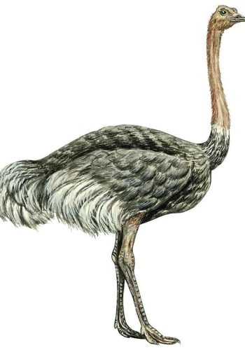 Fichas de avestruces para imprimir 3