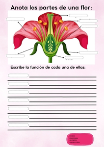 Fichas de color rosa para escribir 1