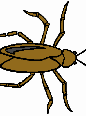 Fichas de cucarachas para colorear 1