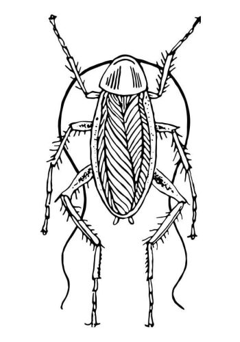 Fichas de cucarachas para colorear 3