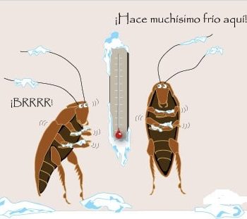 Fichas de cucarachas para escribir 2