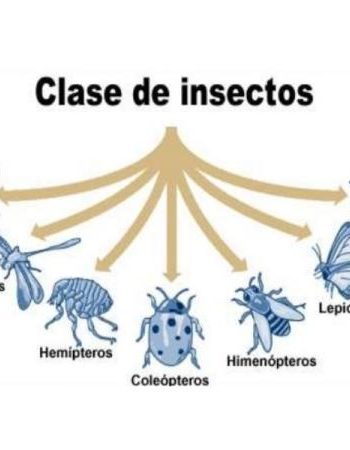 Fichas de cucarachas para estudiar 1